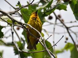 Image of Cape Weaver