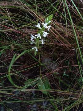 Image de Satyrium amoenum (Thouars) A. Rich.