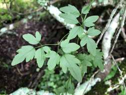 Image of Clematis fawcettii F. Müll.