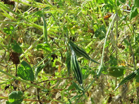 Image of Momordica humilis (Cogn.) C. Jeffrey