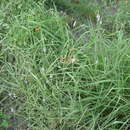 Image of Gulf vervain