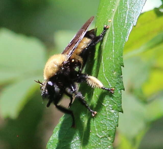 Image of Laphria macquarti (Banks 1917)