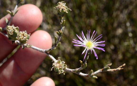 Image of Erepsia patula (Haw.) Schwant.