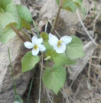 Viola canadensis var. scopulorum A. Gray的圖片