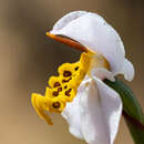 Disa flexuosa (L.) Sw. resmi