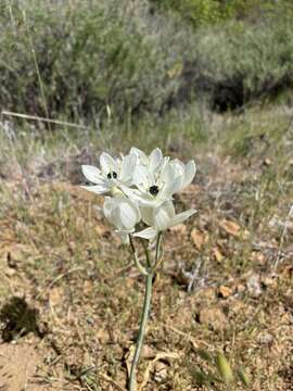 Image of Ornithogalum arabicum L.