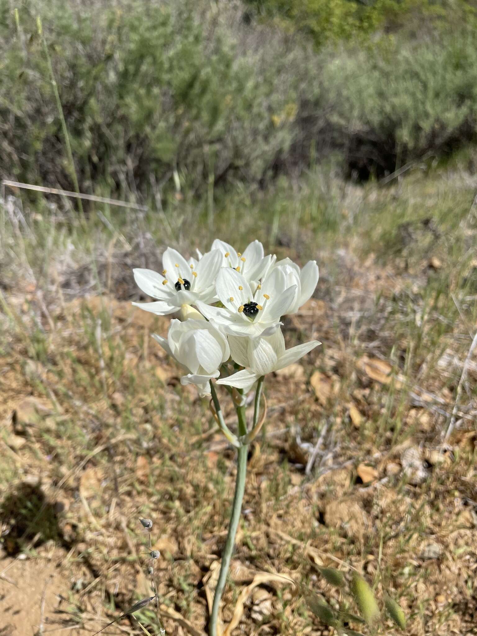 Imagem de Ornithogalum arabicum L.