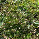 Image de Heliophila pendula Willd.