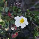 Helianthemum alypoides Losa Espana & Rivas Goday resmi