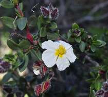 Helianthemum alypoides Losa Espana & Rivas Goday resmi