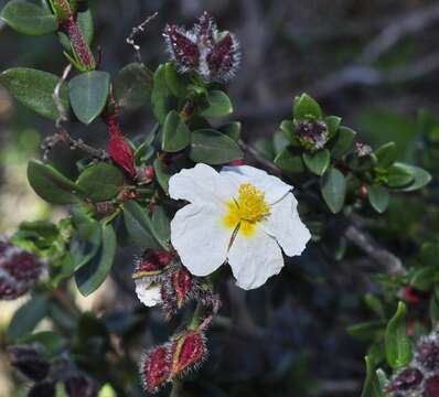 Imagem de Helianthemum alypoides Losa Espana & Rivas Goday