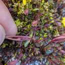 Image of subalpine monkeyflower