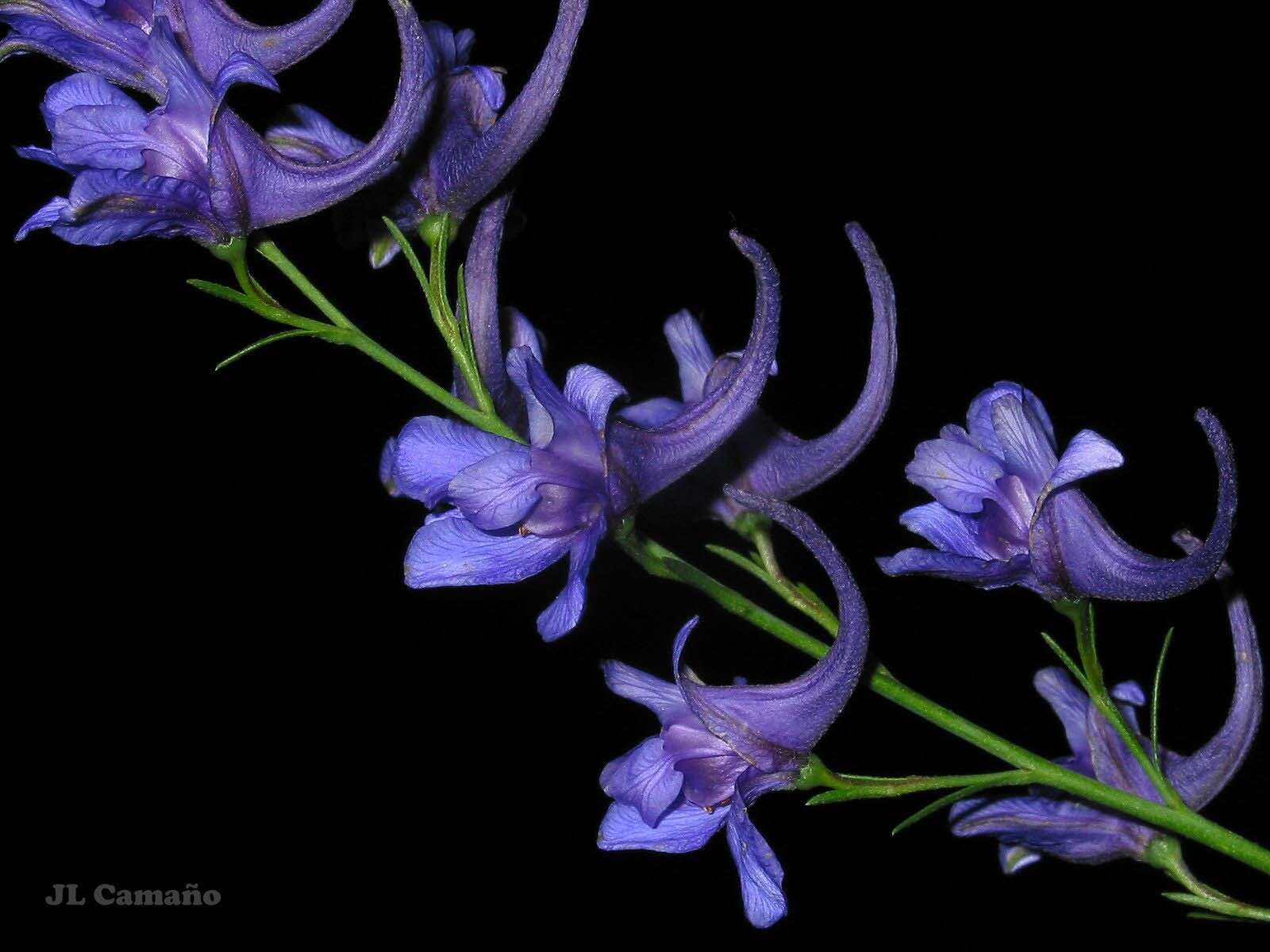 Image of Delphinium halteratum subsp. verdunense (Balbis) Graebner & Graebner fil.