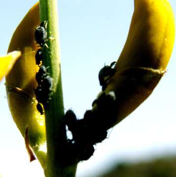 Слика од Aphis (Aphis) cytisorum cytisorum Hartig 1841