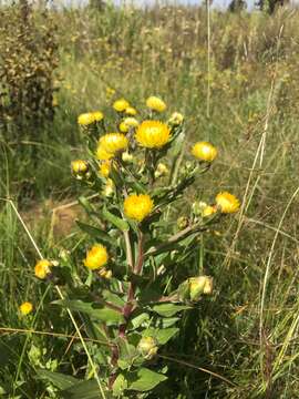 Image de Helichrysum aureolum O. M. Hilliard