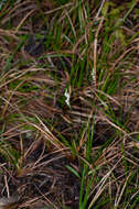 Image of Spiranthes hongkongensis S. Y. Hu & Barretto