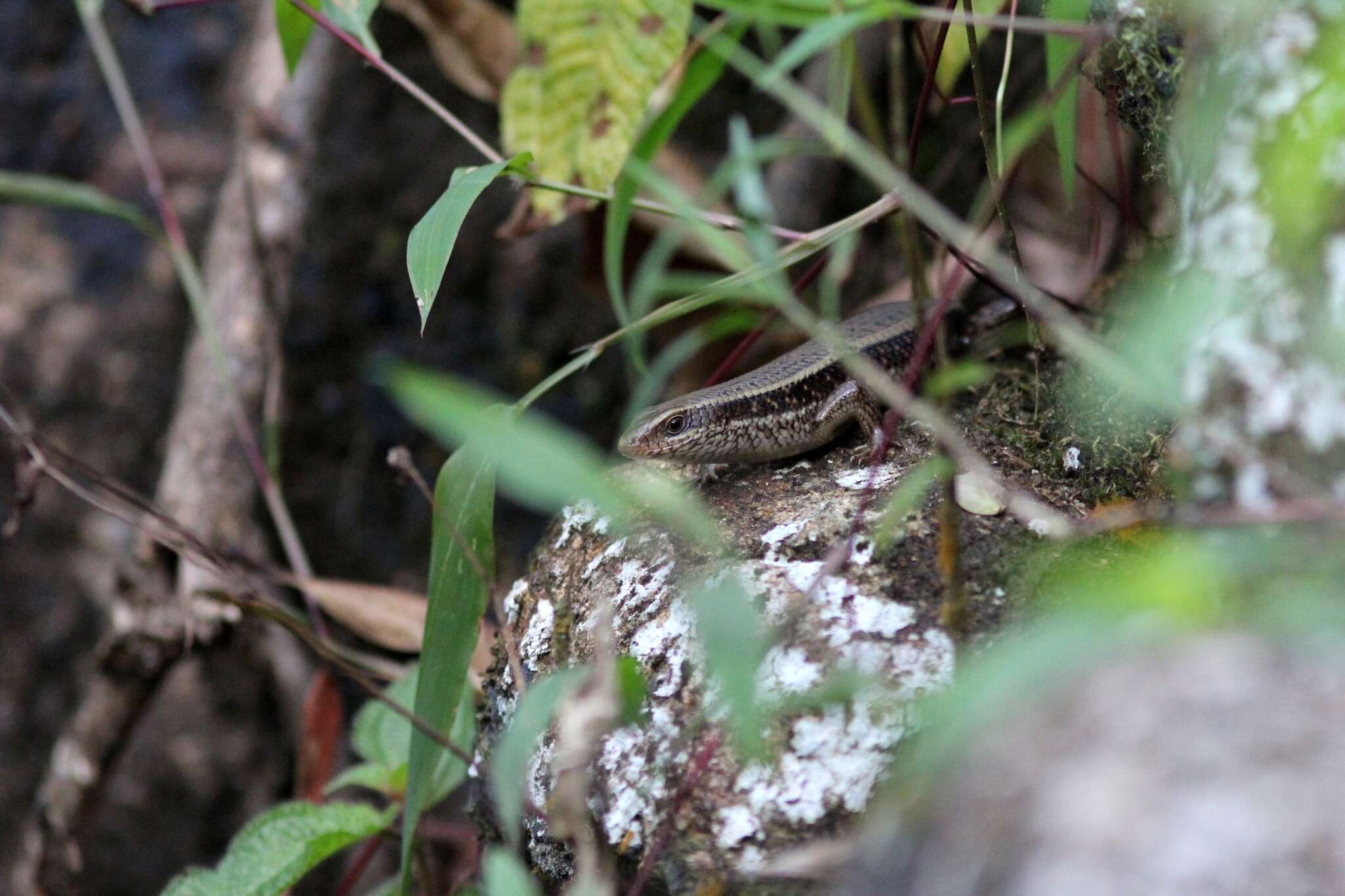 Imagem de Eutropis lankae