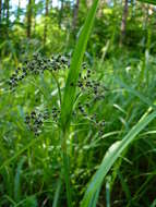 Imagem de Scirpus sylvaticus L.