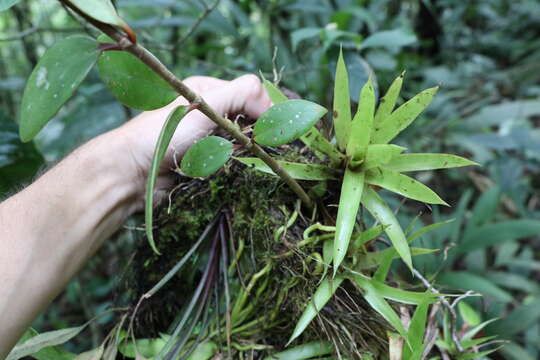 Image of Guadalupe wild coffee