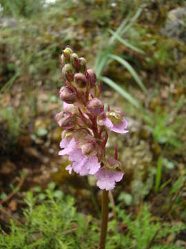 Image of Orchis spitzelii subsp. cazorlensis (Lacaita) D. Rivera & Lopez Velez