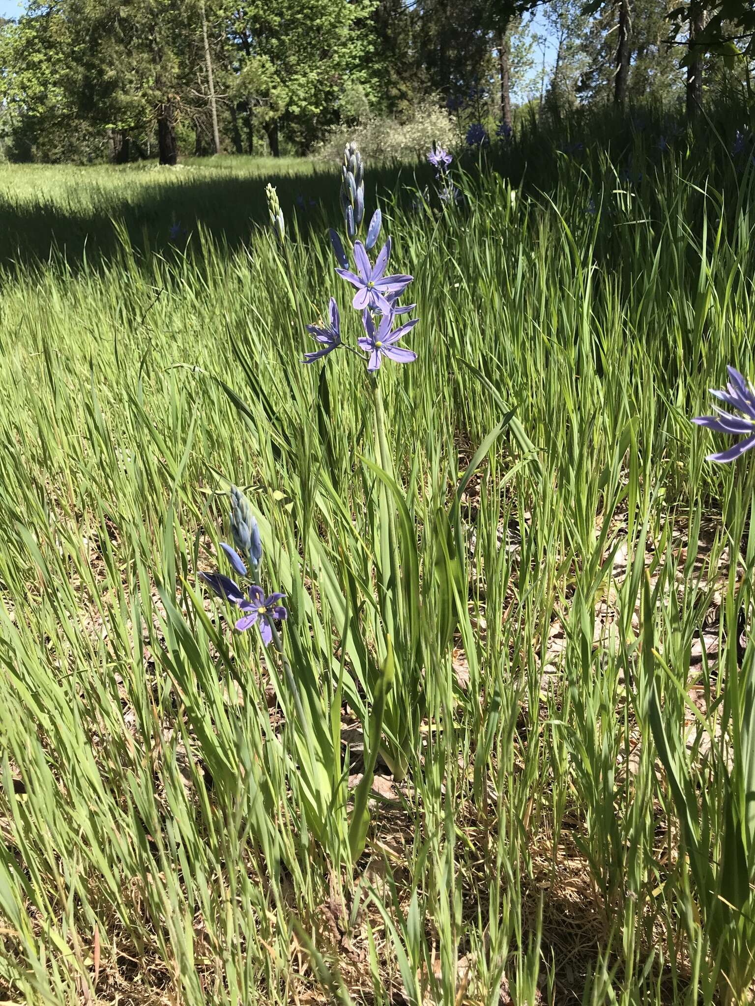 Imagem de Camassia leichtlinii subsp. suksdorfii (Greenm.) Gould