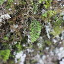 Hymenophyllum exquisitum resmi