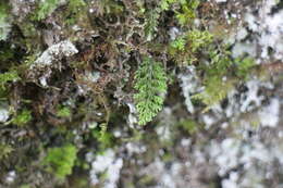 Plancia ëd Hymenophylloideae