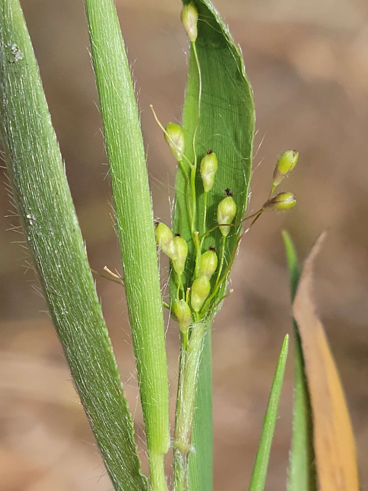 Imagem de Panicum ovale Elliott