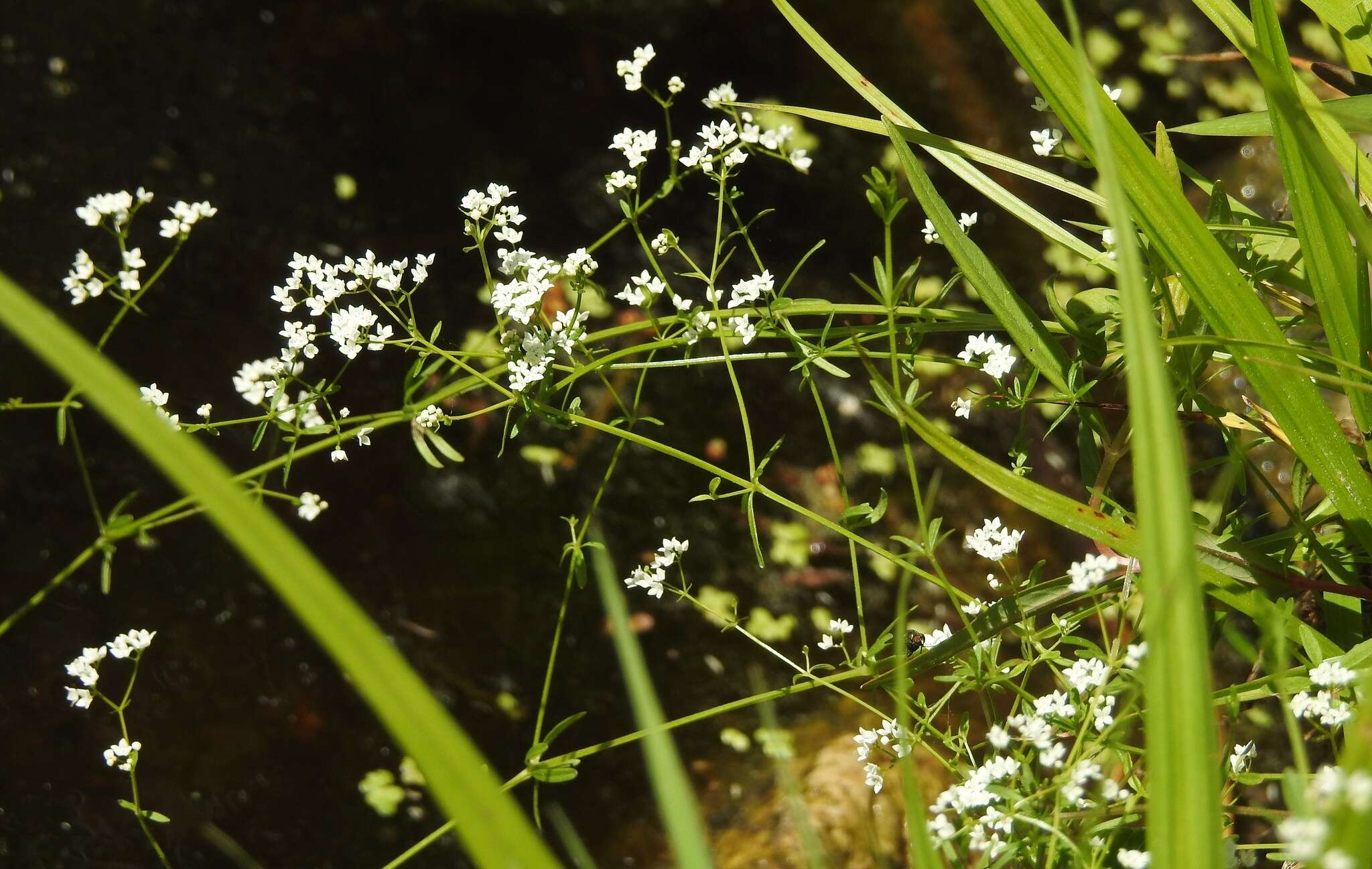 Image of Common Marsh-bedstraw