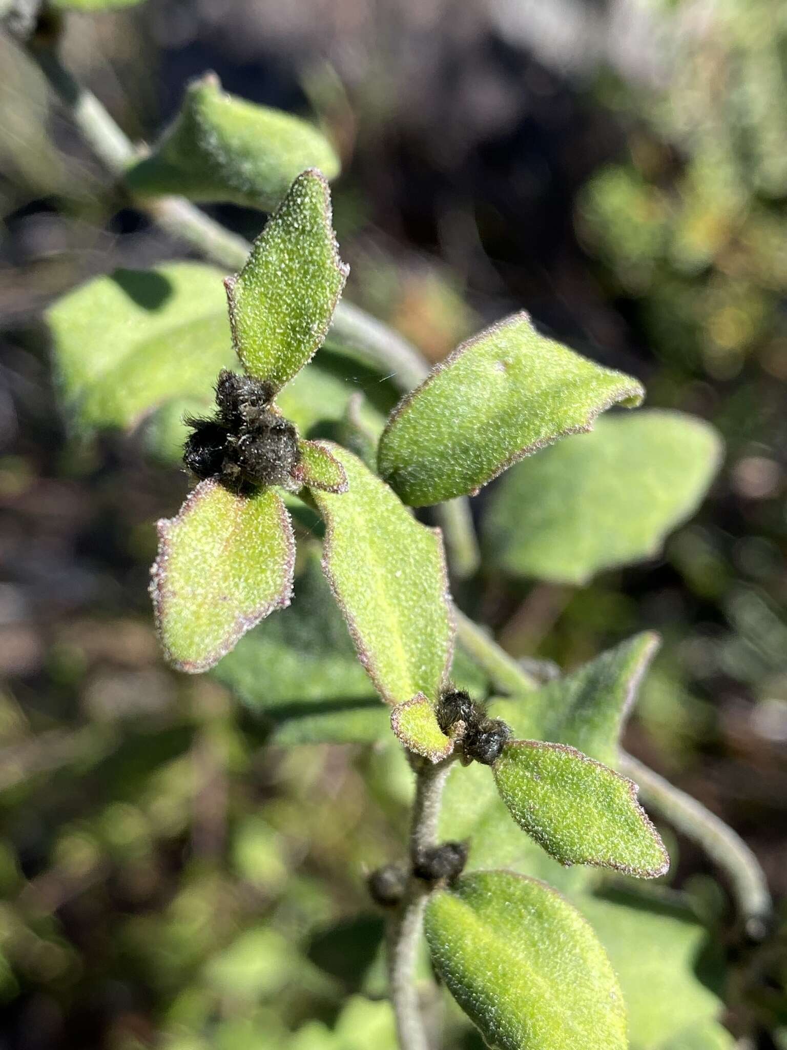 Image of Dampiera purpurea R. Br.