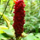 Imagem de Costus cupreifolius Maas