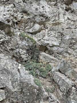 Image of halfshrub rockmat