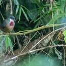 Image of Mindanao Bleeding-heart