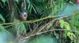 Image of Mindanao Bleeding-heart