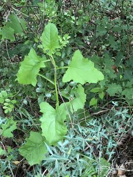 Image of Carr's rattlesnakeroot