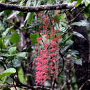 Image of Archidendropsis paivana (Fournier) I. C. Nielsen