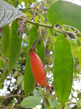 Image of Columnea anisophylla DC.