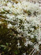 Image de Cladonia arbuscula (Wallr.) Flot.