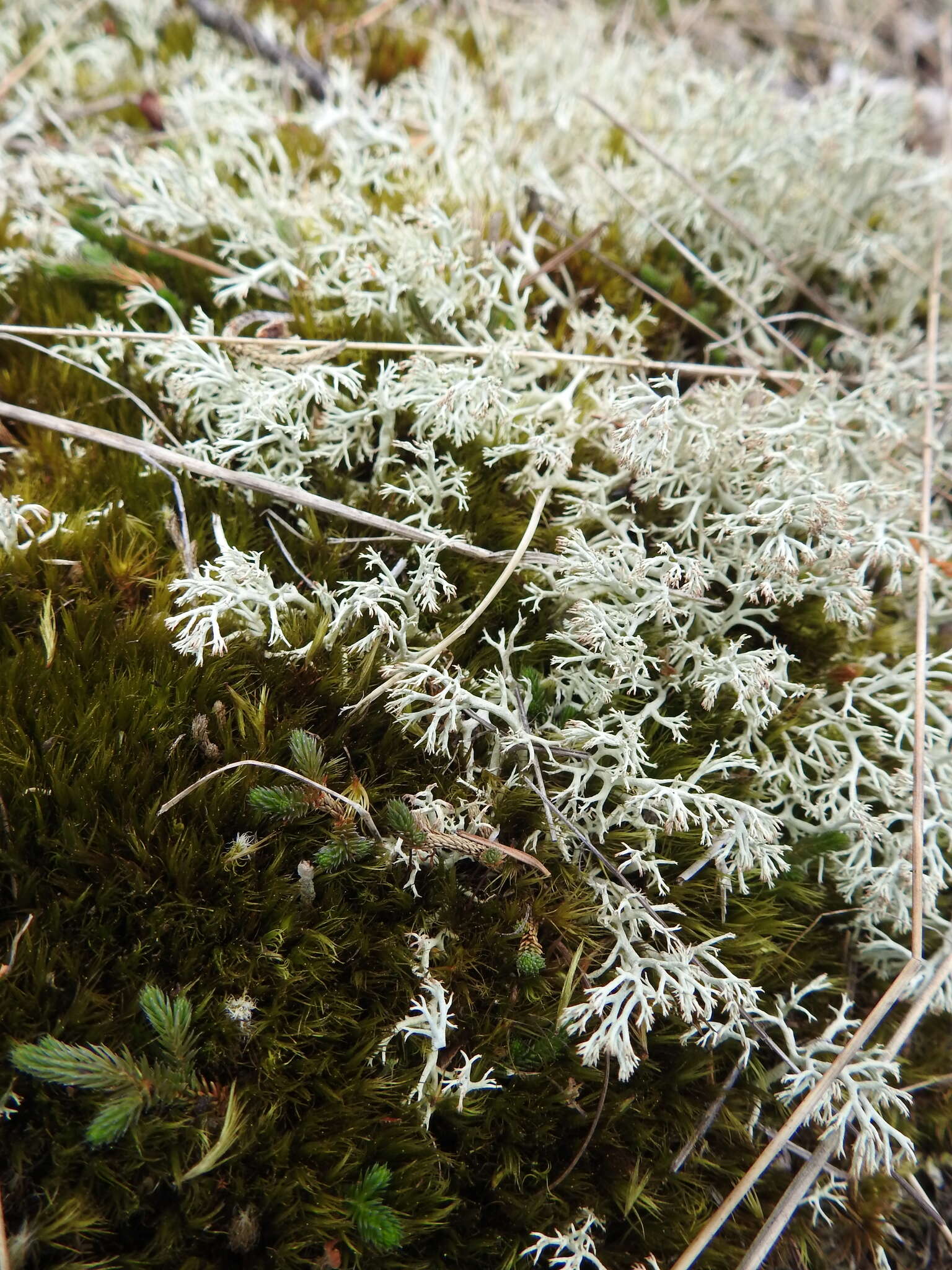 Image of reindeer lichen