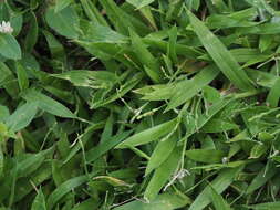 Image of Tropical Liverseed Grass