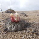 Image of Copiapoa grandiflora F. Ritter