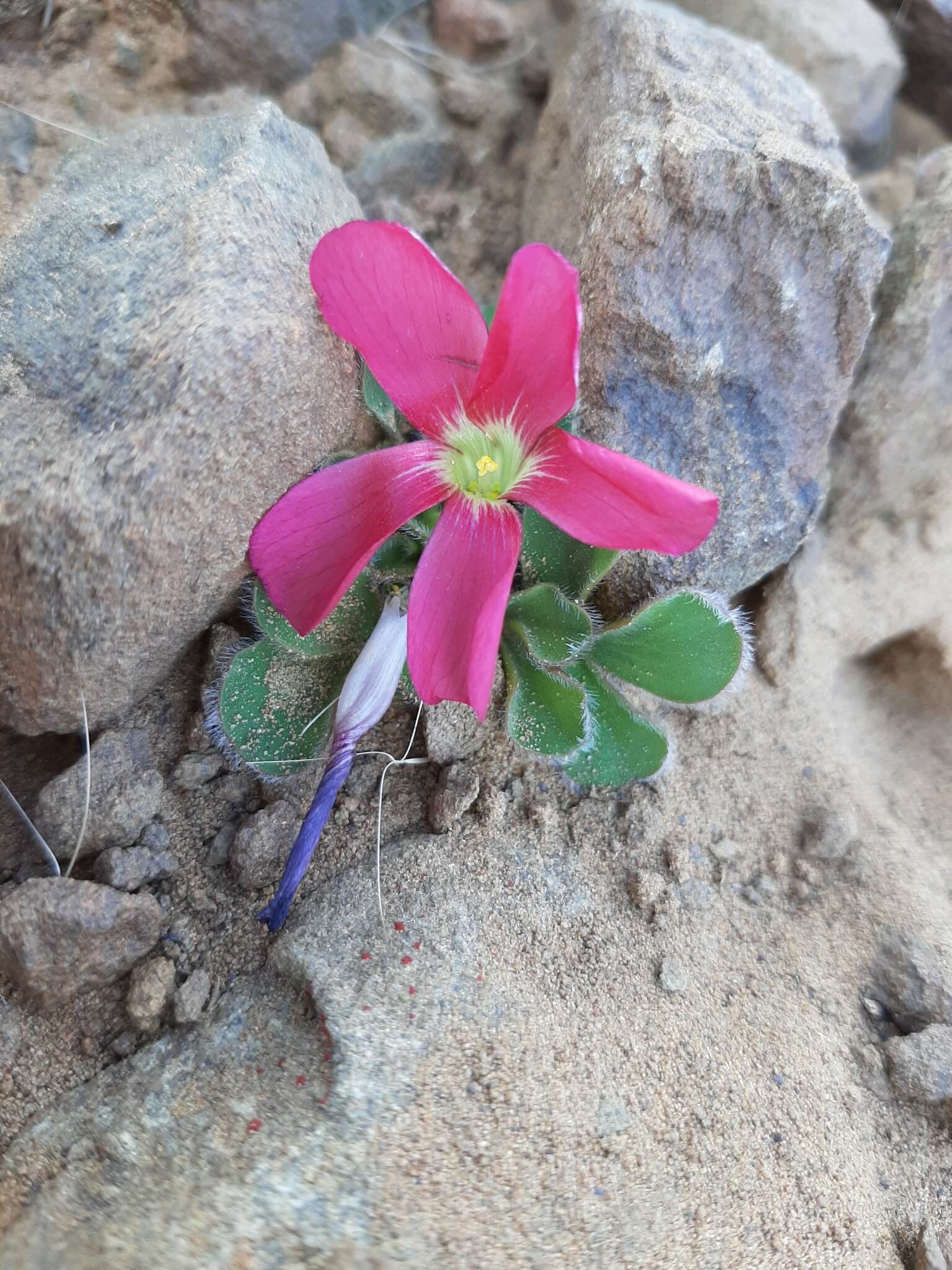 Image of Oxalis melanosticta Sond.