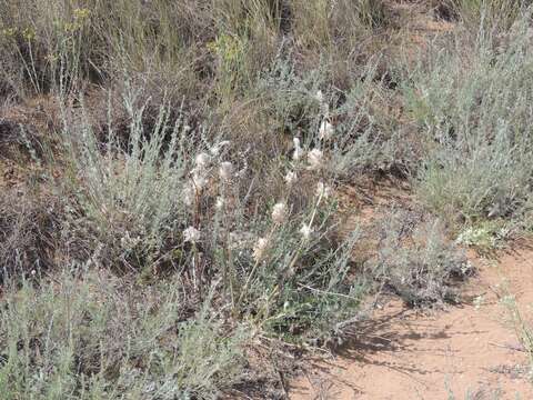 Imagem de Astragalus vulpinus Willd.