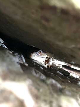 Image of American knob-scaled lizards