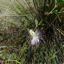 Image of Capparis spinosa subsp. spinosa