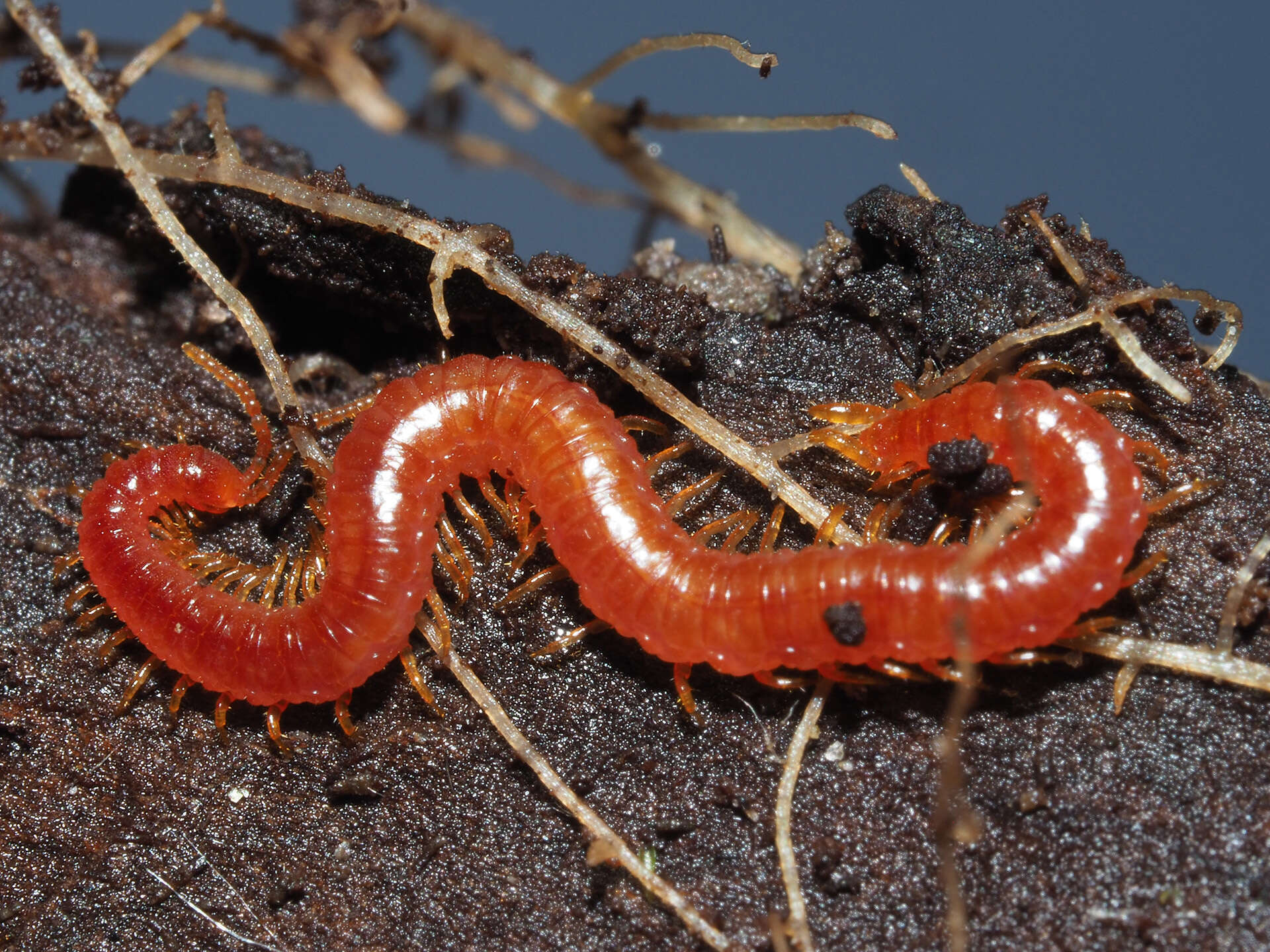 Image of Strigamia acuminata (Leach 1815)