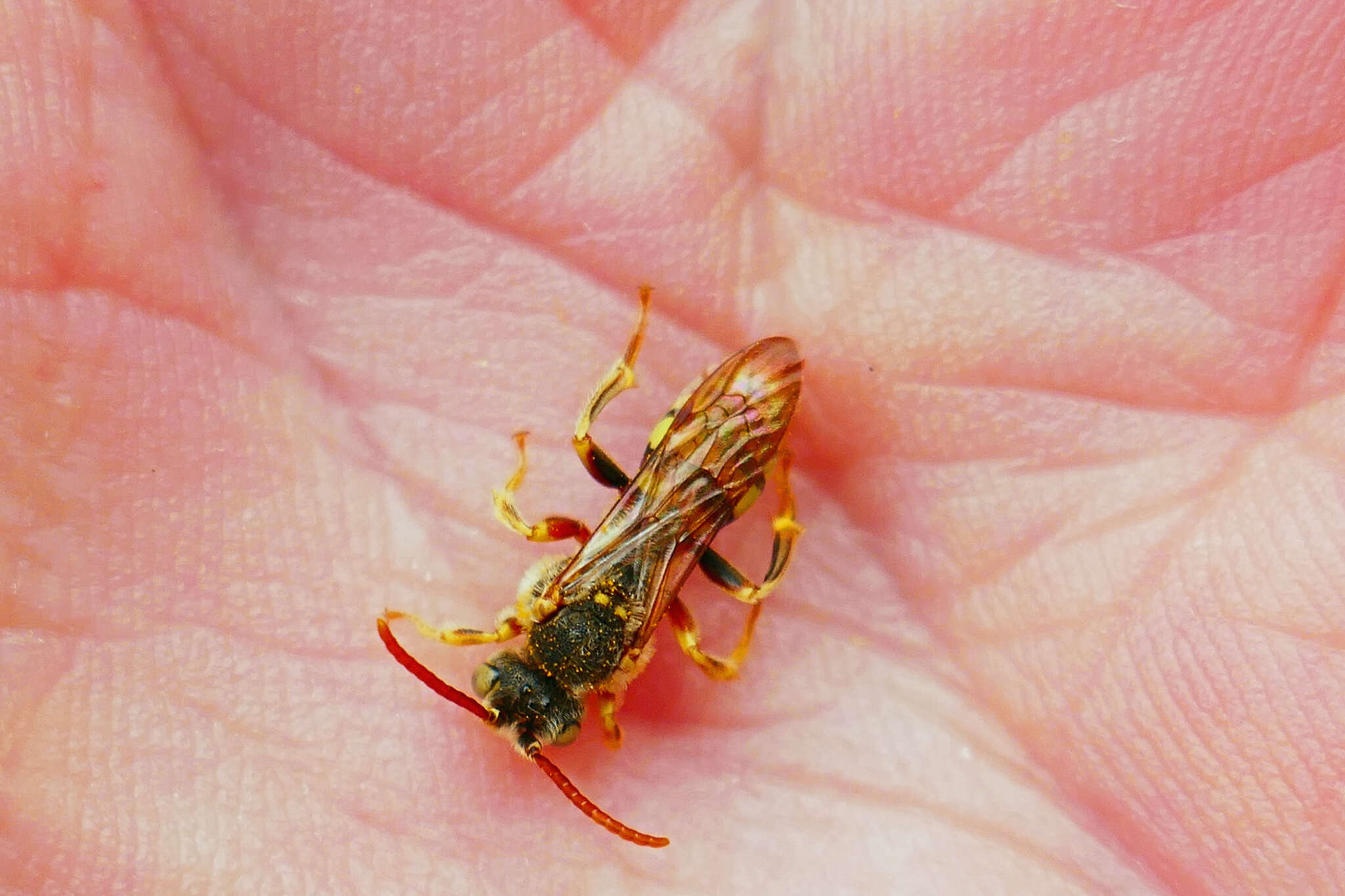 Image of Nomada imbricata Smith 1854