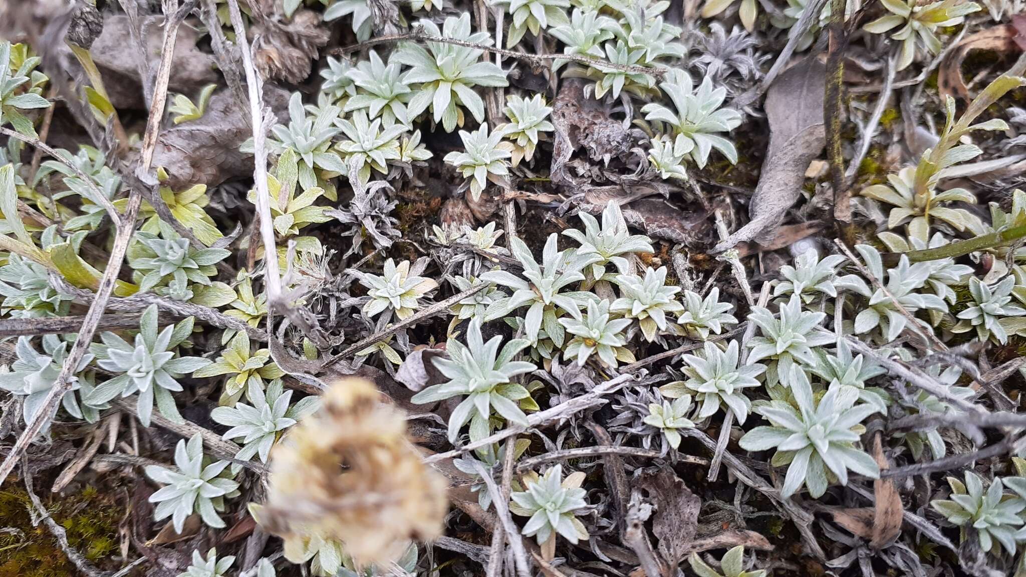 Imagem de Antennaria parvifolia Nutt.