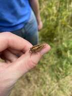 Image of variable cicada