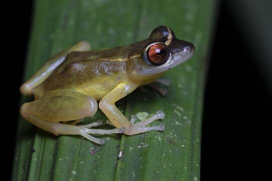 Image of Pristimantis aureolineatus (Guayasamin, Ron, Cisneros-Heredia, Lamar & McCracken 2006)